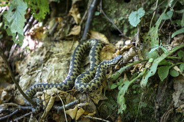 Vipera berus, Common European Adder