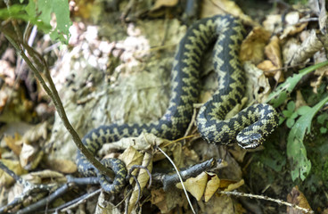 Vipera berus, Common European Adder
