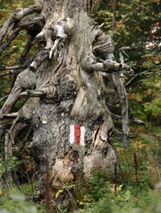 tronc d'arbre avec signe de piste pour randonneurs