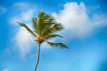 Beautiful tropical palm trees against the sky.