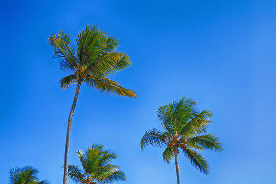 Beautiful tropical palm trees against the sky.