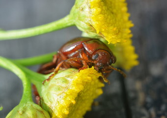Beetle close-up creeps over tansy flower