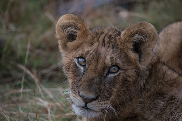 Lion Cub Portrait