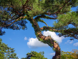 【静岡・伊豆】日本庭園の赤松