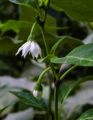 Pepper Plant - white flower