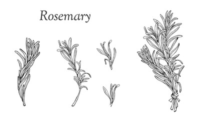 Set with rosemary hand drawn outline elements