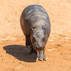 A pygmy hippopotamus walking on the ground comes to the camera