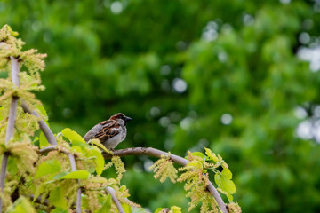 Bird on tree