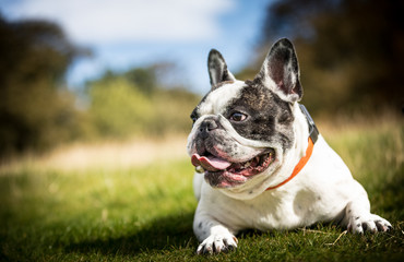 Fototapeta premium The French Bulldog