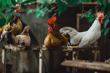 rooster and hen © Simone