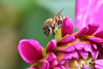 Biene auf Dahlienblüte 02
