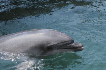 Fototapeta premium Bottlenose dolphin in water
