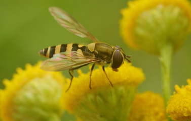 Yellow fly with black stripes close-up on yellow tansy flower