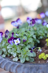 pansies