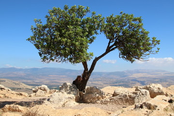 Israel