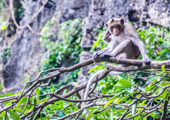 Naklejka na ściany i meble Monkey or ape is the common name of the chordate phylum. Floor mammal Rated apes (Primates) manner similar to humans.