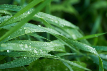 Naklejka premium Close up of green grass covered with dew. Drops of water on green grass.