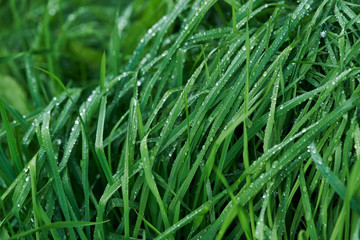 Fototapeta na wymiar Close up of green grass covered with dew. Drops of water on green grass.