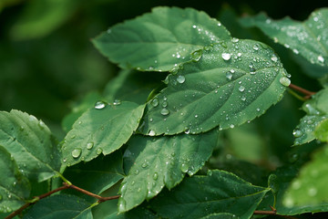 Close up of green leaves covered with rain drops. Foliage with dew drops.