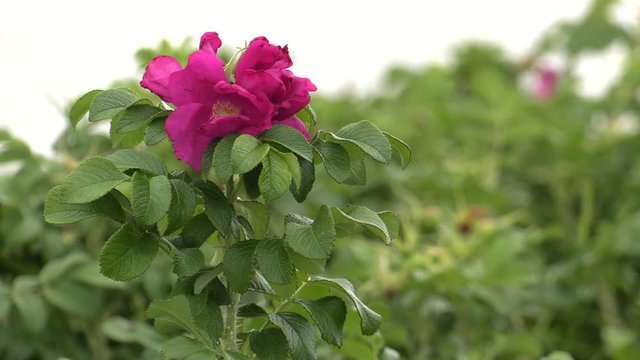 Pink wild flowers grow in a pile.