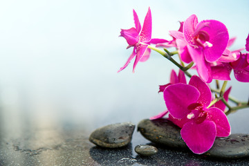 Obraz na płótnie Canvas Pink orchids flowers and spa stones . Spa background.