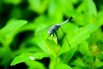 blue dragonfly on a green grass leaf