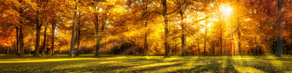  Bospanorama in de herfst als achtergrond © eyetronic