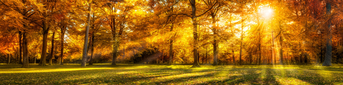 Fototapeta Lasowa panorama w jesieni jako tło