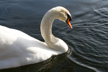 Obraz premium swan in the river