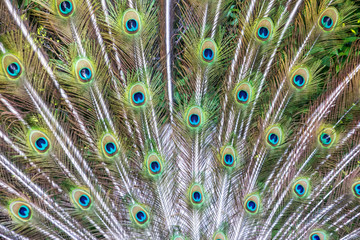 Fototapeta premium feathers, tail of a peacock