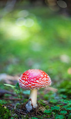 Amanita Muscaria and green star moss background