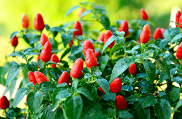 Fresh Little Elf Chili Pepper plant with water drop.
Growing chili in the garden at home.