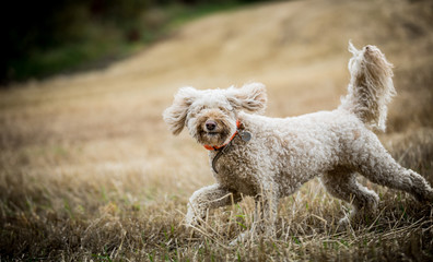 The Golden Labradoodle