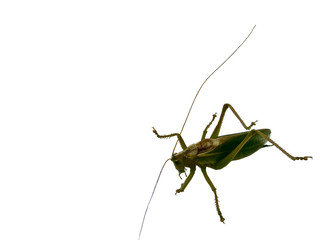 grasshopper on white background