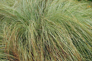 Striped Japanese sedge silk tassel (Carex morrowii var. temnolepsis).