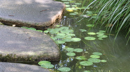 愛知 大府 二ツ池公園 雨上がりの池の浮石と蓮の葉