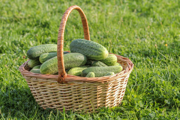 Wicker basket with ripe fresh cucumbers on green grass