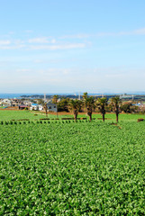 Fototapeta na wymiar 神奈川県三浦市初声町の風景　日本