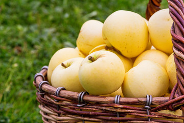 ripe apples in a wicker basket