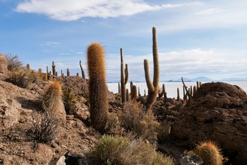 Little island full of gigant cactuses in Salar de Uyuni, the largest salt desert in the world, in Bolivia