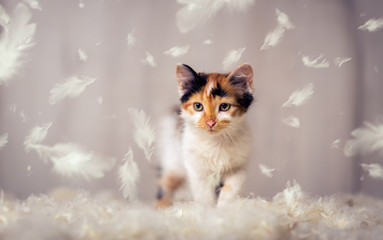 Little cat and feathers