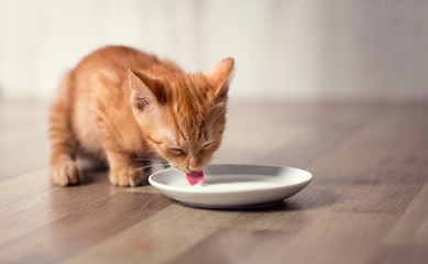Fototapeta premium młody mały kotek jedzenie mleka