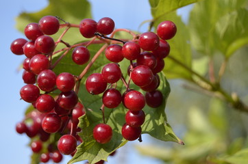 Калина красная