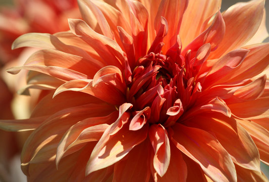 Closeup of a orange red dahlia flower - sunny bright look and feel