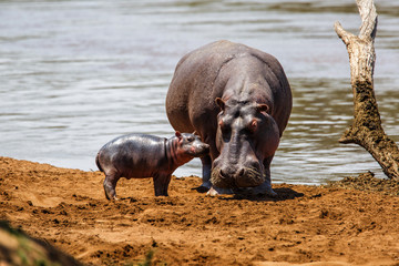 Fototapeta na wymiar Hippo mother with her baby in the Masai Mara National Park in Kenya