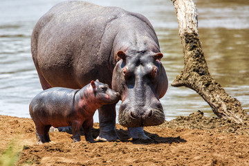 Hippo mother with her baby in the Masai Mara National Park in Kenya - obrazy, fototapety, plakaty