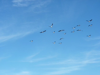 Fototapeta premium flock of seagulls