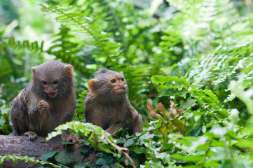 Pair of pygmy monkeys sitting in green grass.