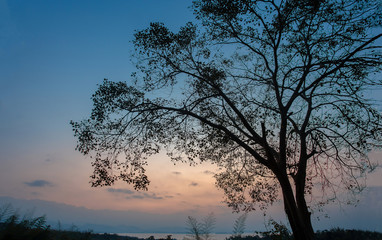 Fototapeta na wymiar Silhouette of Beautiful morning light with big trees.