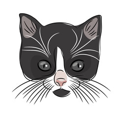 Face of a cute kitten. Hand-drawn cat on a white background.